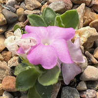 Primula allionii 'Lacewing'